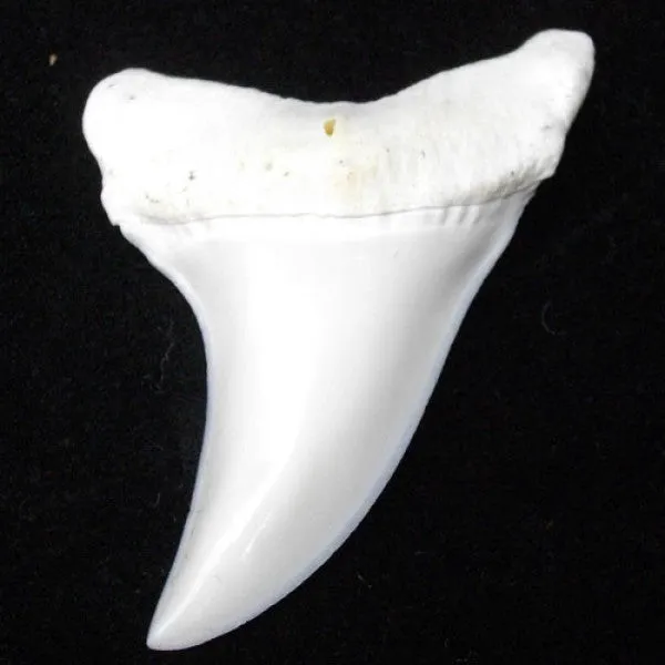 Boxed Shortfin Mako Isurus Oxyrinchus loose tooth lt-m-3 generic