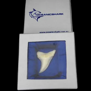 Boxed Shortfin Mako Isurus Oxyrinchus loose tooth lt-m-3 generic
